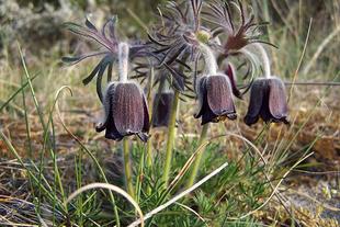 Gew&ouml;hnliche Kuhschelle Pulsatilla Vulgaris