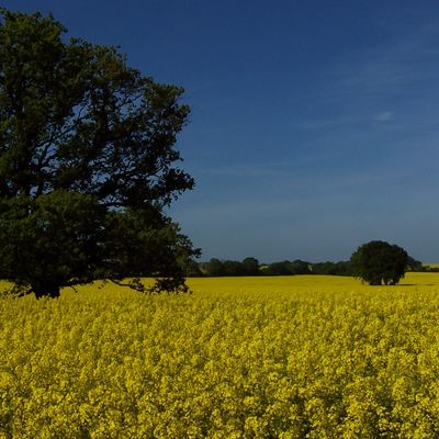 Bild vergr��ern: Rapsfeld bei Dassow